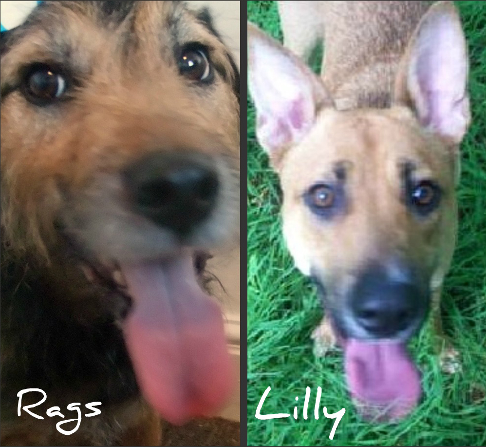 Rags & Lily