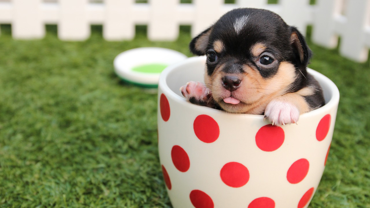 Puppy in a mug